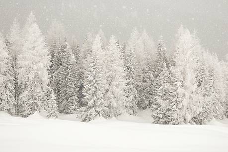 Tree patients waiting to be covered by the abundant snowfall