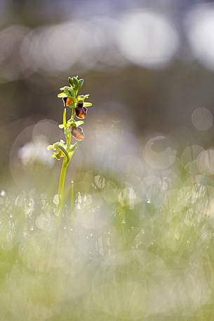 The flowering of orchid refines meadows in early spring