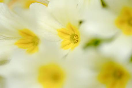 The flowering of primrose heralding the arrival of spring