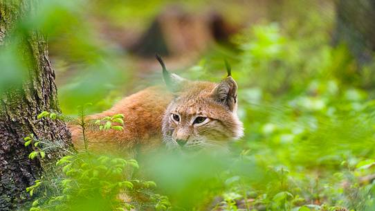 The furtive look of the lynx, the invisible predator of the woods The furtive look of the lynx, the invisible predator of the woods