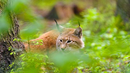 The furtive look of the lynx, the invisible predator of the woods