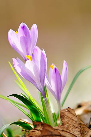 The crocus check with strength of the undergrowth still mindful of the harsh winter