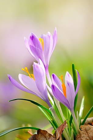 The crocus check with strength of the undergrowth still mindful of the harsh winter