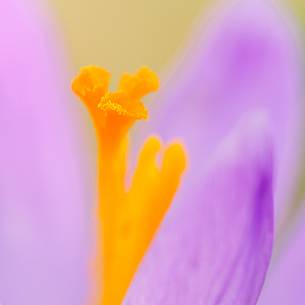 The crocus check with strength of the undergrowth still mindful of the harsh winter