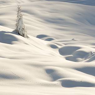 Whiteness of the snow covers everithing