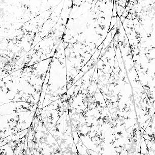 the foreste gives new emotions when viewed with dreamy eyes the foreste gives new emotions when viewed with dreamy eyes
