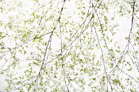 the foreste gives new emotions when viewed with dreamy eyes the foreste gives new emotions when viewed with dreamy eyes