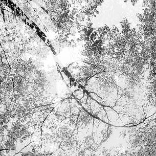 the foreste gives new emotions when viewed with dreamy eyes the foreste gives new emotions when viewed with dreamy eyes