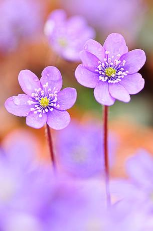 The bloom of epatica color the undergrowth and announces the arrival of spring