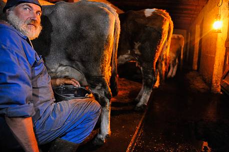 In the dairy of malga Ielma the dairyman making cheese and butter sa once again, warming the milk with the fire of wood