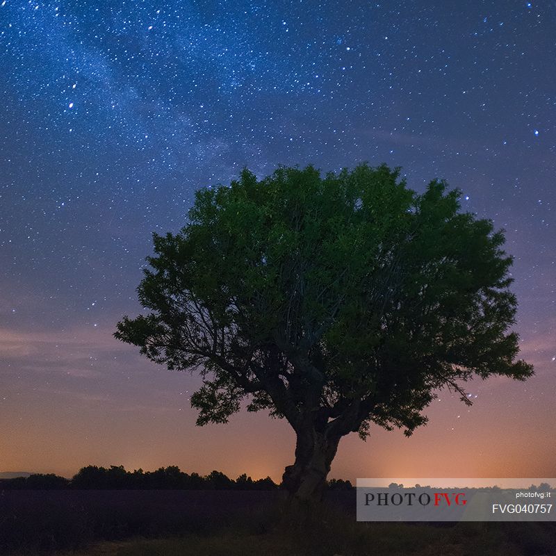 A night vision of a solitary tree in field of lavender in Provence, Valensole, France, Europe