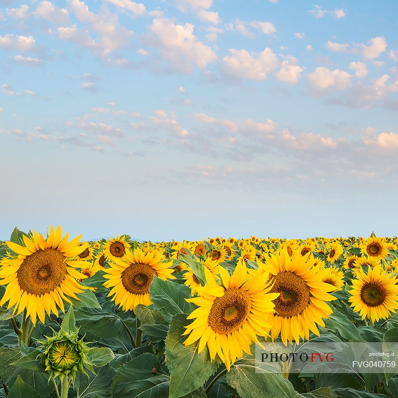 The florescence of sunflowers in a warm summer landscape of Provence, Valensole, France, Europe