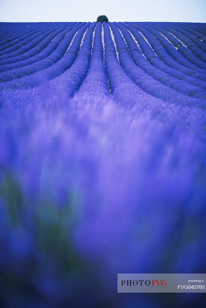 A solitary tree in a field of lavender in Provence creates some interesting games of geometries and color, Valensole, Provence, France, Europe