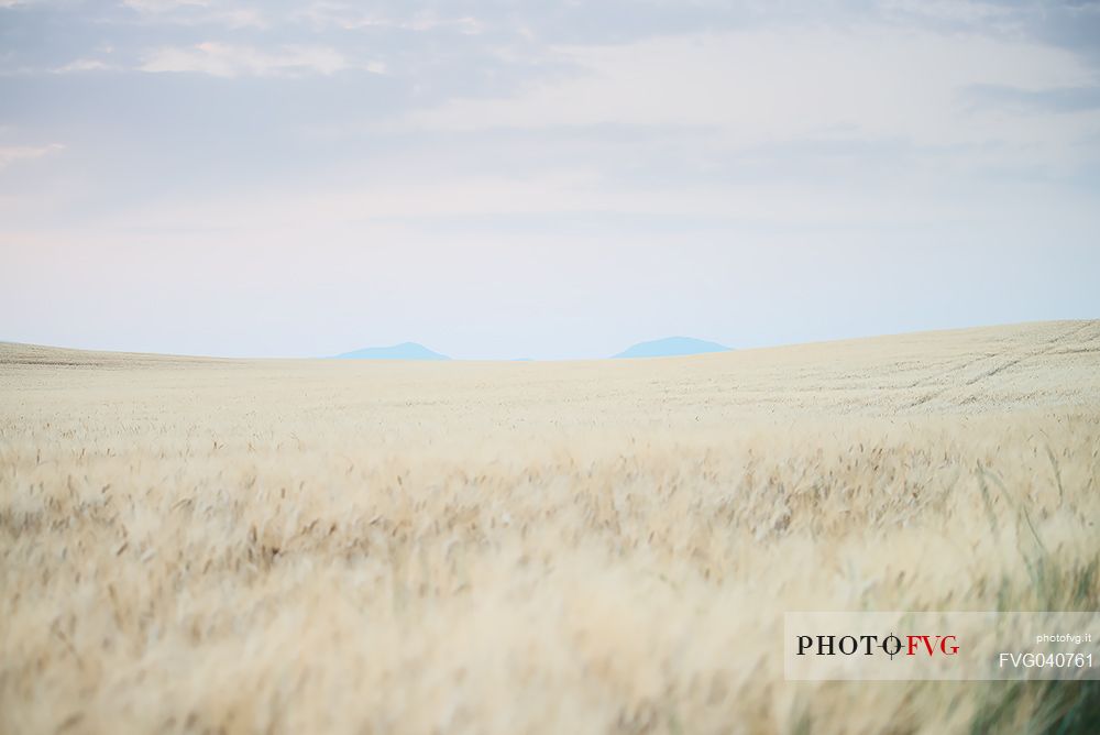 Ripe wheat field in Provence, Valensole, Provence, France, Europe