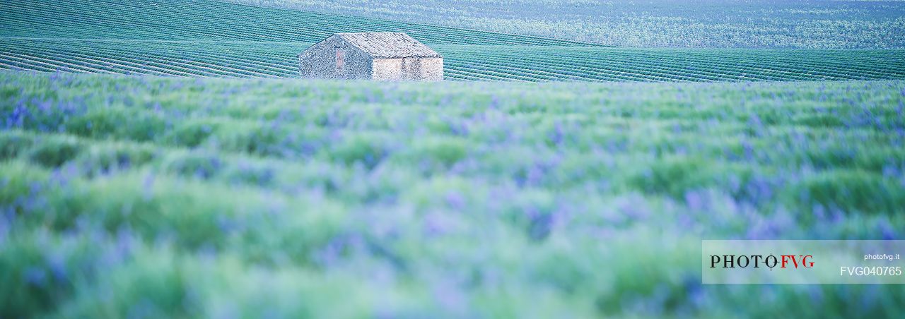 A solitary house in the field of lavender, Valensole, Provence, France, Europe