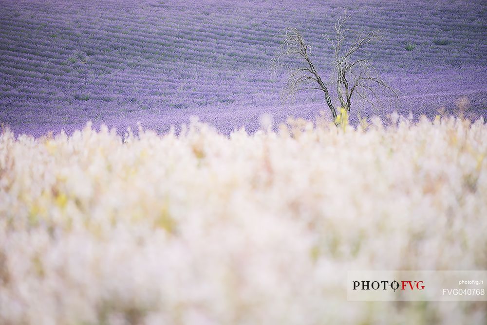 A solitary and dead tree stays between two field of flowers and lavender, Valensole, Provence, France, Europe