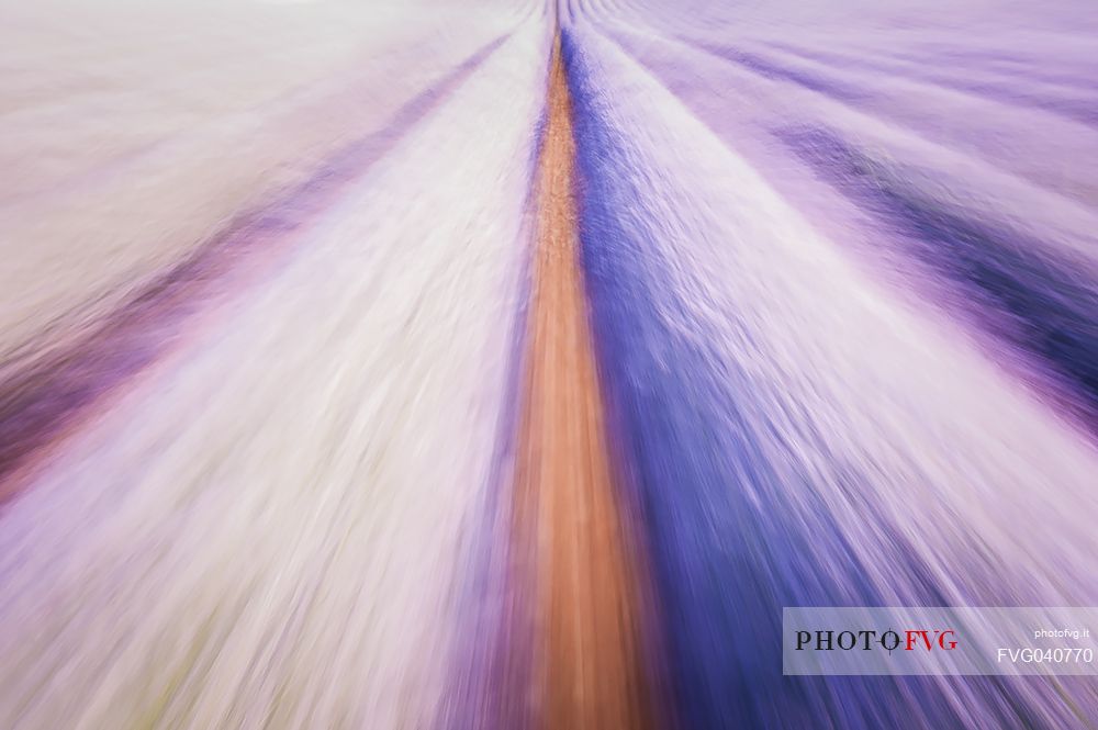 An abstract vision of the field of lavender, Valensole, Provence, France, Europe