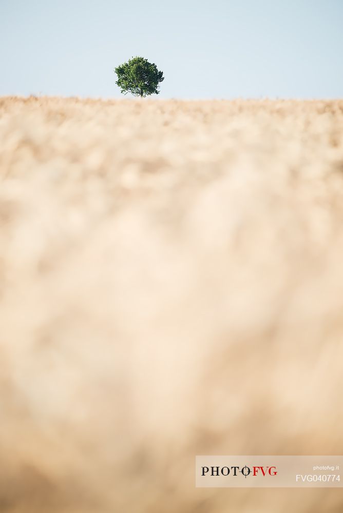 A solitary tree in the golden fields, Valensole, Provence, France, Europe