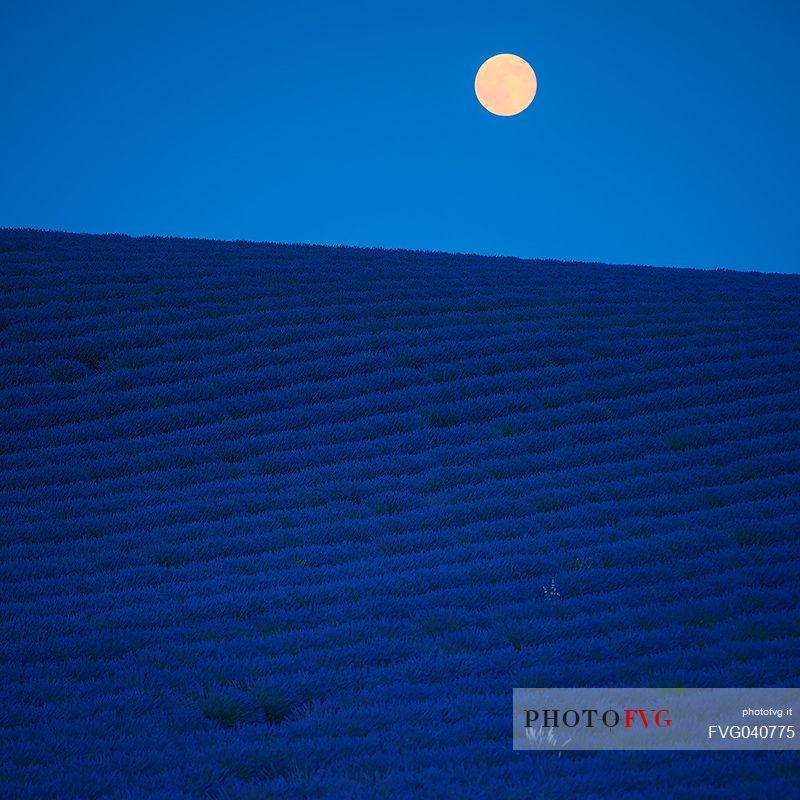 The vision a fields of lavender at night under the moonlight gives a great feeling to be in a fairy world out of time, Valensole, Provence, France, Europe