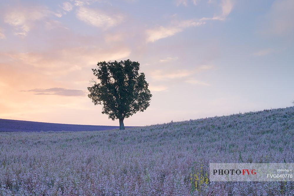 A solitary tree in the flowering meadow of Provence at dawn, Valensole, Provence, France, Europe