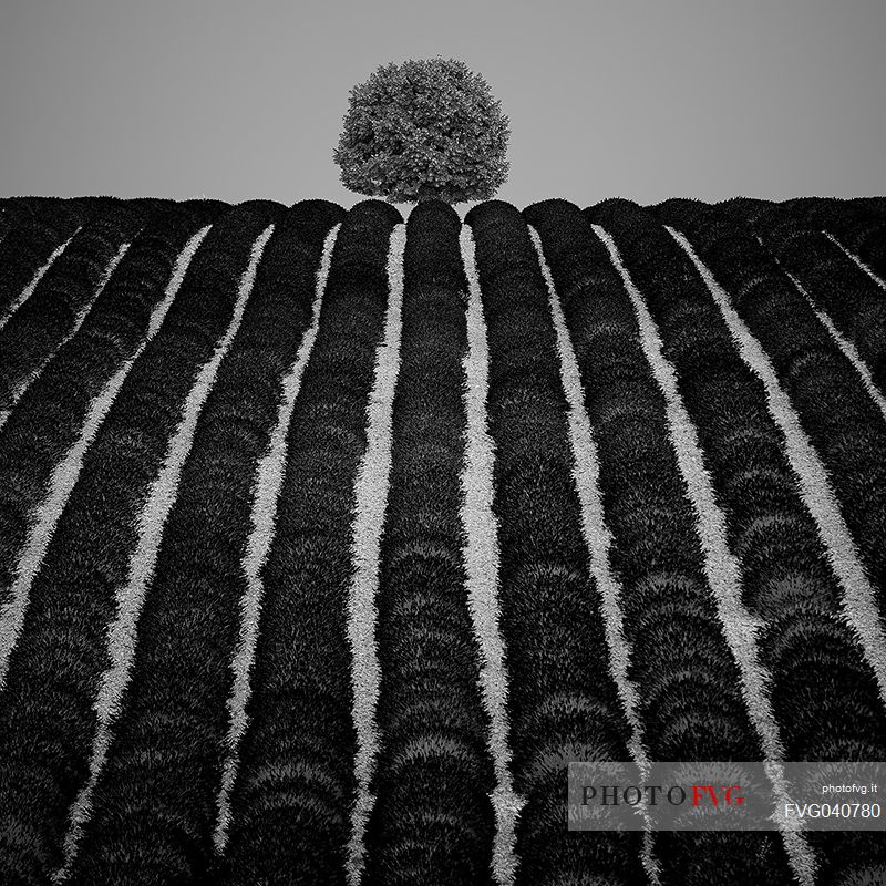 A solitary tree in a field of lavender in Provence creates some interesting games of geometries, Valensole, Provence, France, Europe