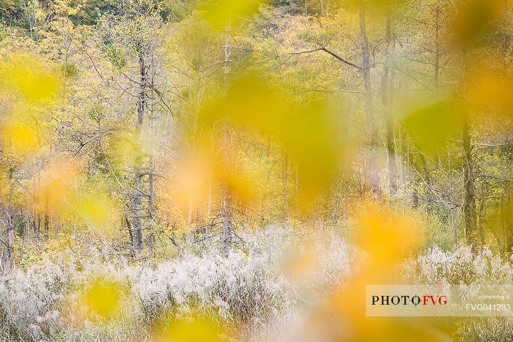 A abstract vision of the colorful autumn forest in the Plitvice lakes national park, Dalmatia, Croatia, Europe