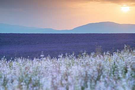 A view at dawn of the summer landscape in Provence when the purple of lavander creates a magical mood, Valensole, Provence, France, Europe