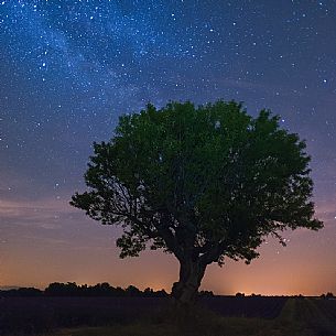 A night vision of a solitary tree in field of lavender in Provence, Valensole, France, Europe A night vision of a solitary tree in field of lavender in Provence, Valensole, France, Europe
