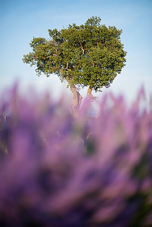 A solitary tree in a field of lavender, Valensole, Provence, France, Europe