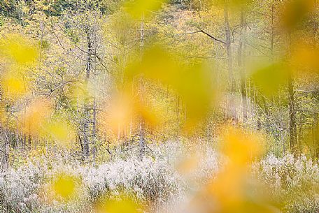 A abstract vision of the colorful autumn forest in the Plitvice lakes national park, Dalmatia, Croatia, Europe