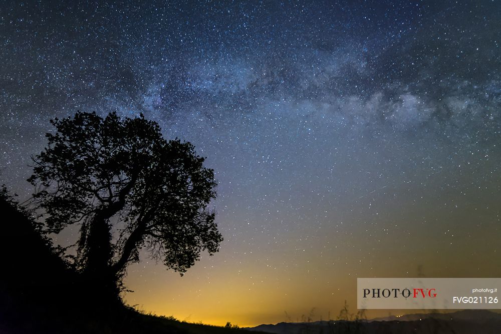 Lonely tree in the starry night, Emilia Romagna, Italy
