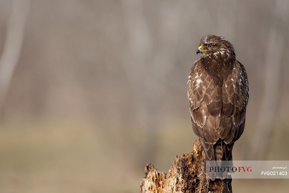 Buzzard