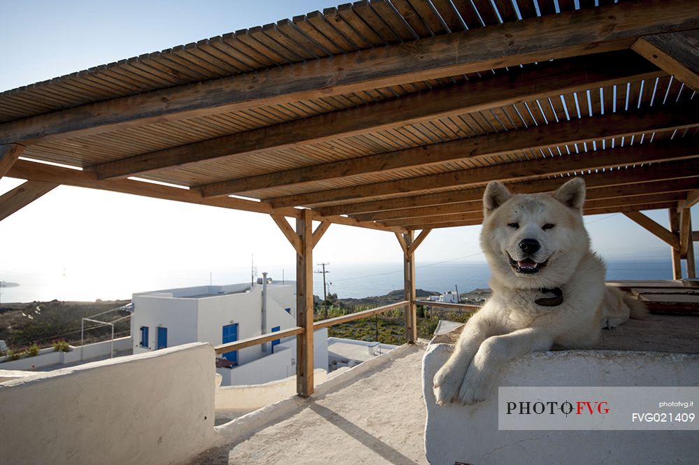 Santorini's husky, Greece