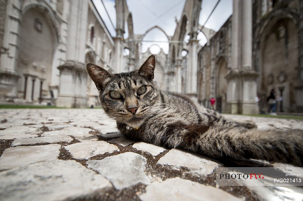 Cat in the ruins of old church
