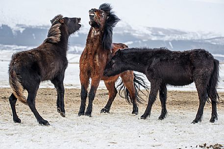 Icelandic horses in the winter landscape, Iceland