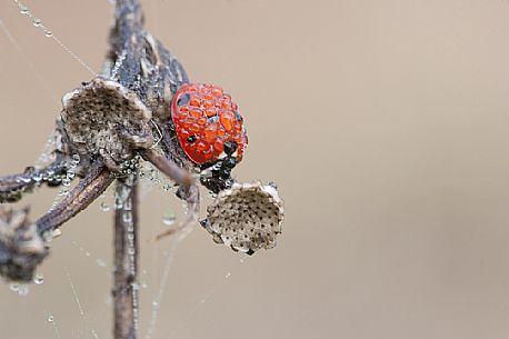 Ladybug covered with dewy drops