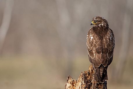 Buzzard