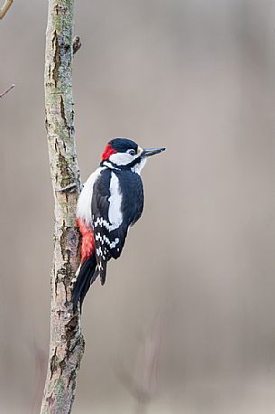 Great Spotted Woodpecker