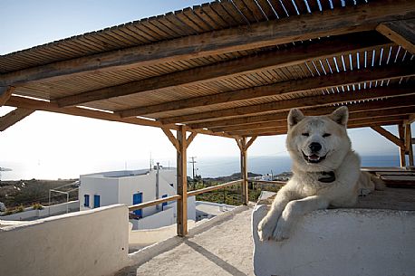 Santorini's husky, Greece