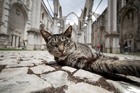 Cat in the ruins of old church
