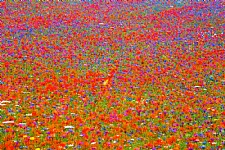 Famous flowering of Poppies, Cornflowers and other flowers of Castelluccio di Norcia
