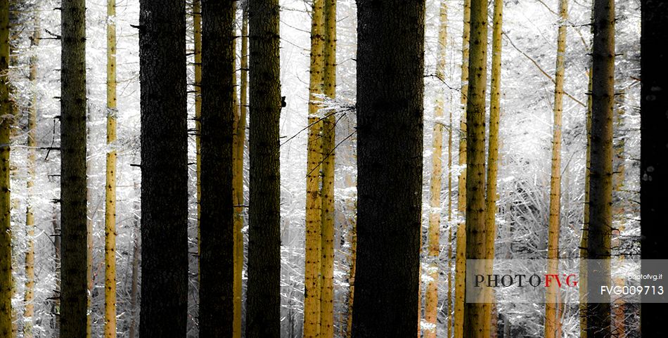 winter view of italian forest at sunrise