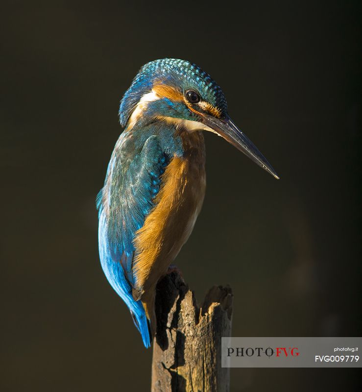 macro of kingfisher