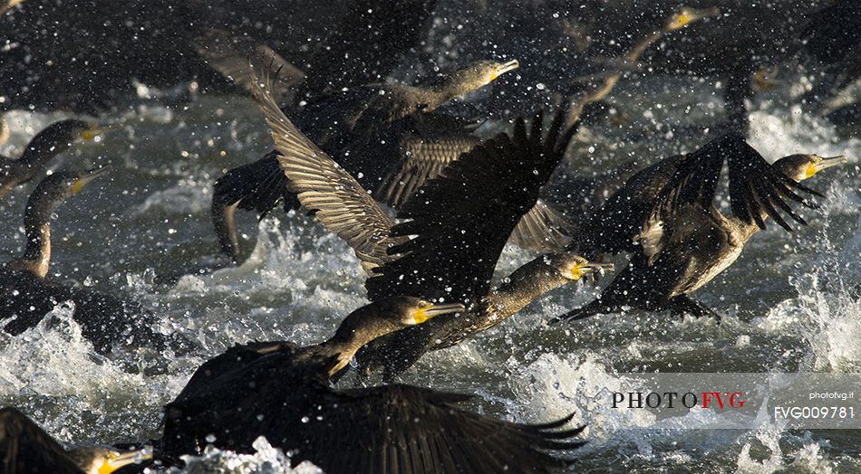 cormorant during fishing