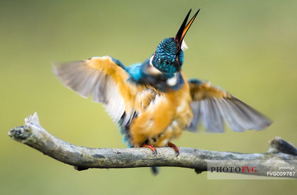 macro of kingfisher