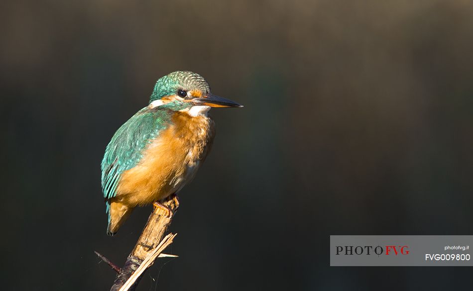 macro of kingfisher