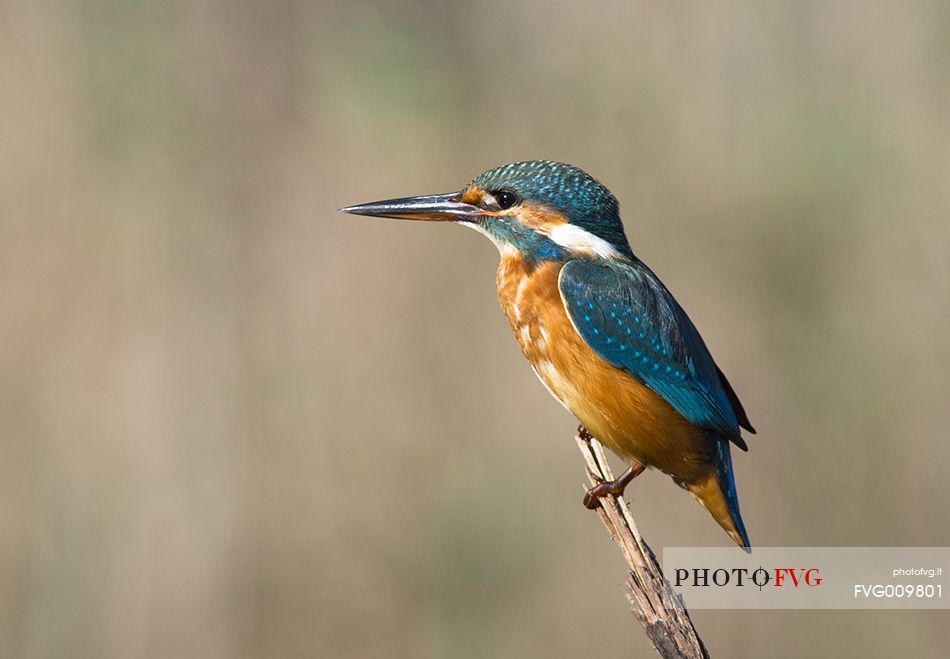 macro of kingfisher