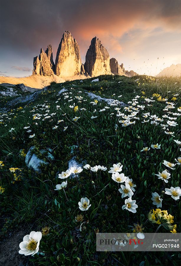 Alpine flowers, mountain avens, and Tre Cime di Lavaredo, Drei Zinnen, Dolomites, Italy