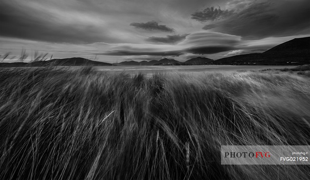 blades of grass in the beach of Luskentyre, Hebrides, Scotland, UK