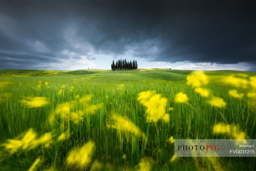 Iconic landscape of Val Orcia Valley, Pienza, Tuscany, Italy